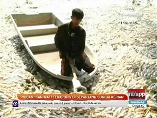 Ribuan ikan duri mati di Sungai Kerian Ampang Jajar