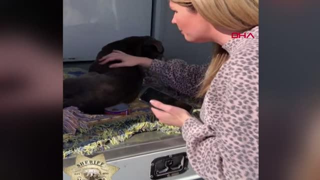 ABD'de kayıp ilanı verilen Zoey isimli köpek 12 yıl sonra bulundu