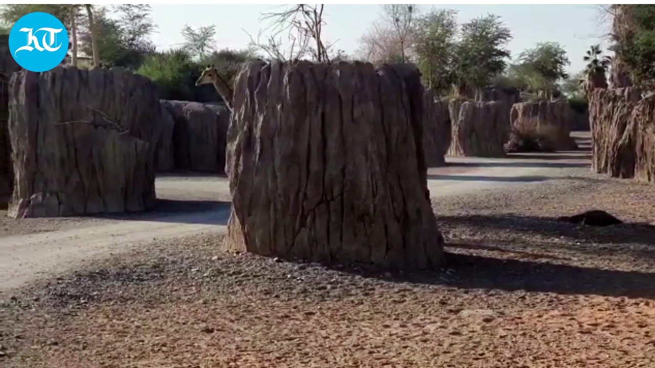 Exploring the wonders of Africa at the Sharjah Safari