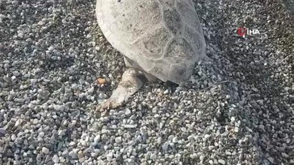Bodrum'da ölü caretta caretta sahile vurdu
