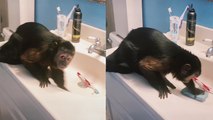 'Cute & focused capuchin monkey caught scrubbing bathroom sink with a sponge '