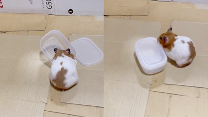 'Cute hamster opens an airtight container in 'record time' '