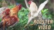 Rooster As A House Pet | Rooster Bird Video By Make By Kingdom Of Awais