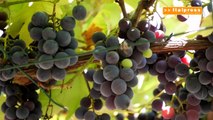 Vino, aumentano i costi di produzione in Europa