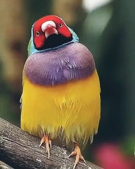 Lovebird cantik bersuara sangat merdu