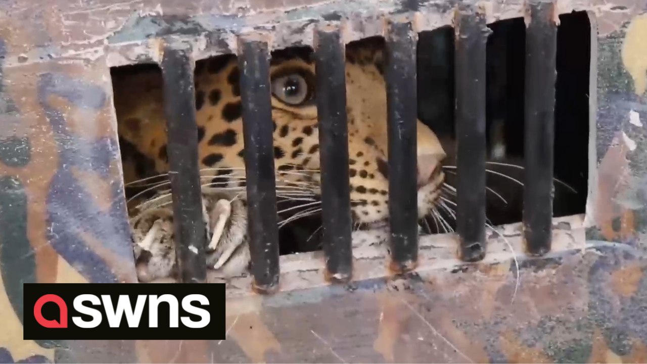 Watch the moment rescuers saved a ferocious leo...