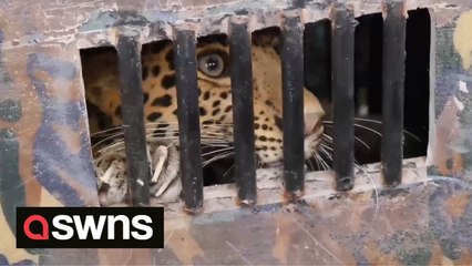 Watch the moment rescuers saved a ferocious leopard trapped in a 50ft well