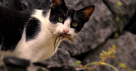 ¿Por qué los gatos son más dañinos de lo que crees?