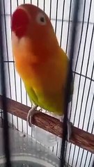 Love bird cantik bersuara merdu