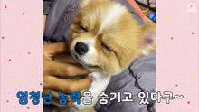 [심쿵내새끼] 지구를 구할 최강의 강아지