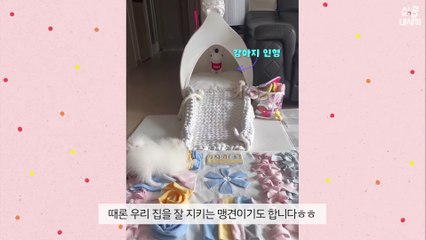 [심쿵내새끼] 마스크를 스스로 챙기는 강아지