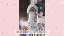 [심쿵내새끼] 마스크를 스스로 챙기는 강아지