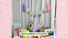 [심쿵내새끼] 목욕은 싫어하지만 사람 말은 알아듣는 ★신비한 맹강이★