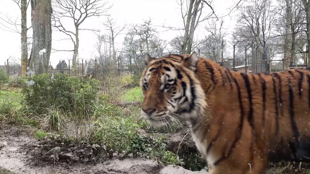 Celebrate Year of the Tiger at Knowsley Safari