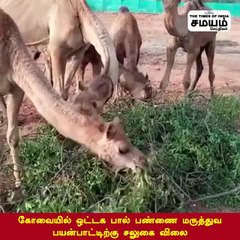 ஓட்டகப் பால் டீ; சுவைக்க நீங்க ரெடியா?