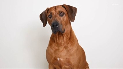 Dogs Know Owners by the Sound of Their Voice, Study Says