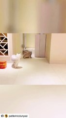 Cat Fuuny Video Viral