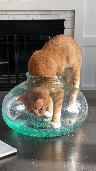 Contortionist Cat Squeezes into Tight Space