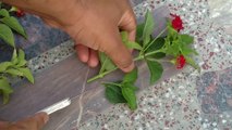 How to grow Lantana from cuttings | Propagate