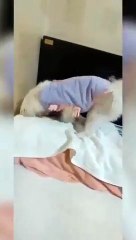 Puppy Zzomi the baby dog along with music_音楽を楽しむ子犬チョミ