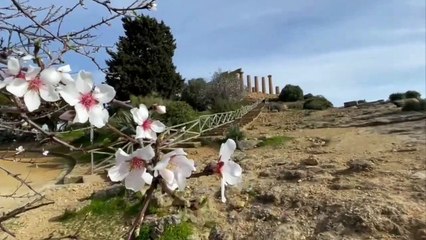 Alla Valle dei Templi lo spettacolo dei mandorli in fiore
