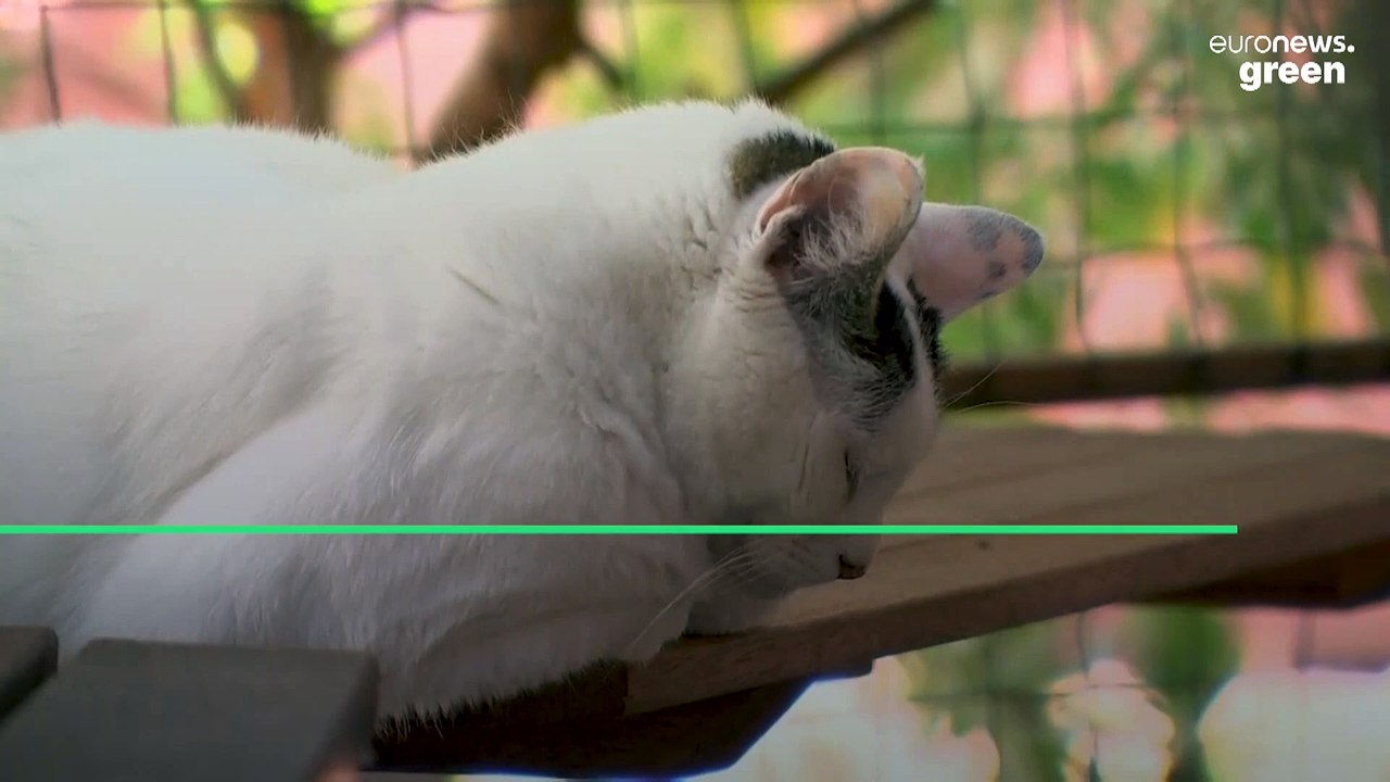 Are cats bad for the environment? This Australian town seems to think