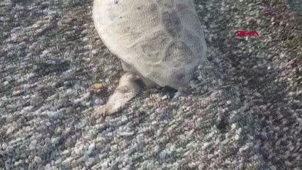 MUĞLA-BODRUM'DA SAHİLE ÖLÜ CARETTA CARETTA VURDU