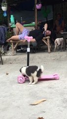 Puppy Rides Along on Scooter