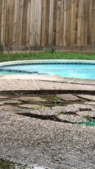 Clumsy Puppy Slips and Falls into Pool