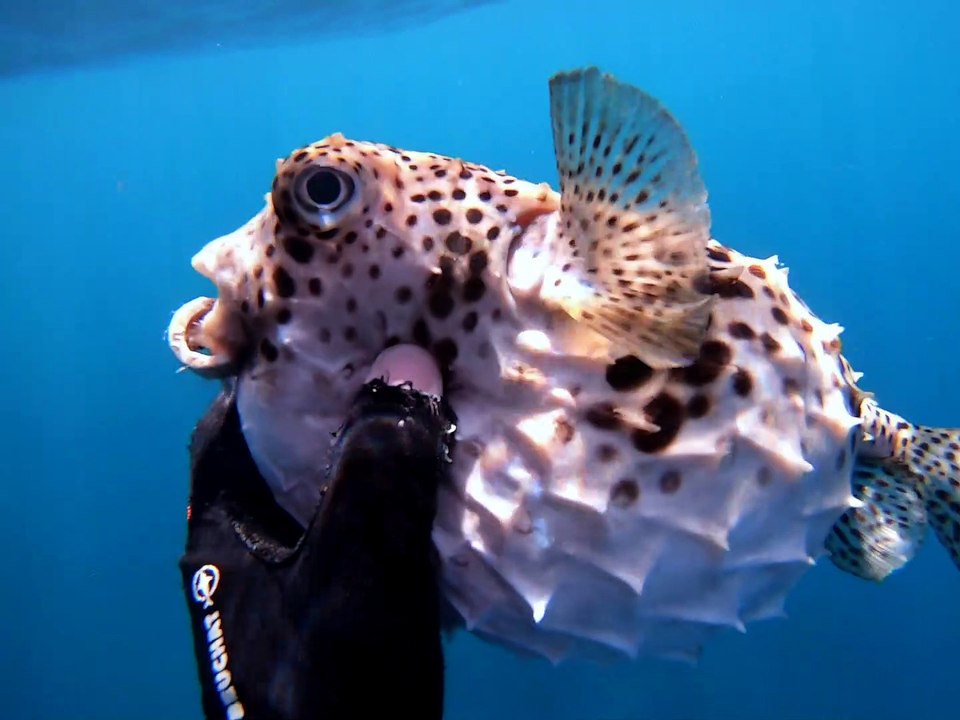 Diver Gives Fish a Helping Hand