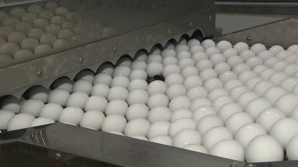 수입 달걀 2천 만개 폐기...혈세 90억 원 허공으로 / YTN