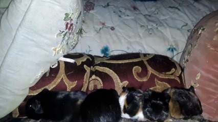 BABY CAVIA PORCELLUS PIXIE CLOVER DAVID WITH IRIS 20210304_070423