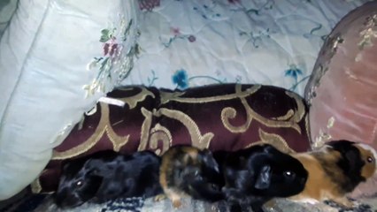 BABY CAVIA PORCELLUS DAVID DAVID PIXIE DAVID CLOVER 20210304_070841