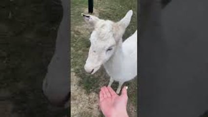 White Deer in the Backyard