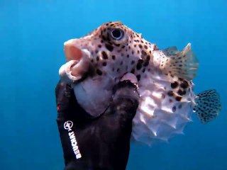 Diver Gives Fish a Helping Hand