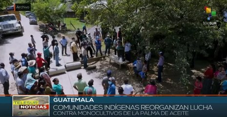 teleSUR Noticias 15:30 21-02: Guatemala: Indígenas protestan contra monocultivos de la palma de aceite
