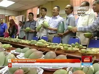 Jom makan mangga