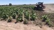 ATO destroys illegal tobacco crop in western Riverina  | Daily Advertiser | February 22, 2022