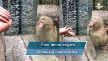 ¡Abracadabra! Sorprenden a mono con truco de magia en el Zoológico de Chapultepec