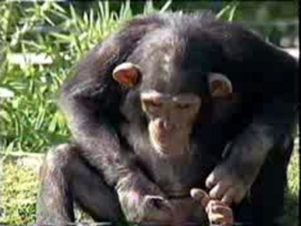 Singe ki boit sa pisse