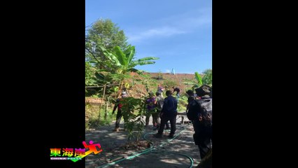 彭政府突擊林明清榴槤芭 30英亩被清空 血本無歸