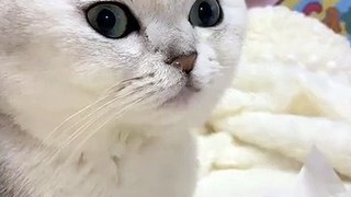 Baby Cats - Cute and Funny Cat Videos Compilation #cat #catvideos #funnycatvideos #cutecatvideos #catvideos2022 #funniestcatvideos #funnycatmoments #funnycatvideos2022 #funnycatanddogvideos #cattv (46)