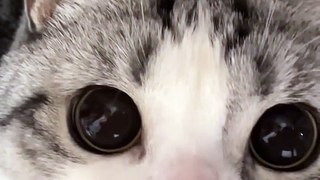 Baby Cats - Cute and Funny Cat Videos Compilation #cat #catvideos #funnycatvideos #cutecatvideos #catvideos2022 #funniestcatvideos #funnycatmoments #funnycatvideos2022 #funnycatanddogvideos #cattv (39)
