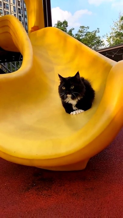 Baby Cats - Cute and Funny Cat Videos Compilation #cat #catvideos #funnycatvideos #cutecatvideos #catvideos2022 #funniestcatvideos #funnycatmoments #funnycatvideos2022 #funnycatanddogvideos #cattv (41)