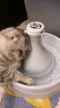 Baby Cats - Cute and Funny Cat Videos Compilation #cat #catvideos #funnycatvideos #cutecatvideos #catvideos2022 #funniestcatvideos #funnycatmoments #funnycatvideos2022 #funnycatanddogvideos #cattv (43)