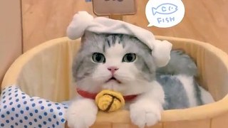 Baby Cats - Cute and Funny Cat Videos Compilation #cat #catvideos #funnycatvideos #cutecatvideos #catvideos2022 #funniestcatvideos #funnycatmoments #funnycatvideos2022 #funnycatanddogvideos #cattv (48)