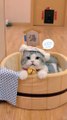 Baby Cats - Cute and Funny Cat Videos Compilation #cat #catvideos #funnycatvideos #cutecatvideos #catvideos2022 #funniestcatvideos #funnycatmoments #funnycatvideos2022 #funnycatanddogvideos #cattv (48)