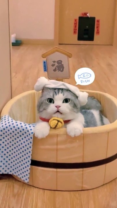 Baby Cats - Cute and Funny Cat Videos Compilation #cat #catvideos #funnycatvideos #cutecatvideos #catvideos2022 #funniestcatvideos #funnycatmoments #funnycatvideos2022 #funnycatanddogvideos #cattv (48)