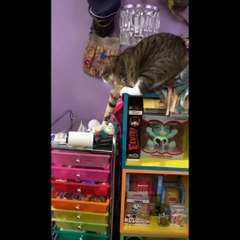 Funniest Dogs And Cats Ever - Best Funny Animal Videos Of The 2022 OTV 3