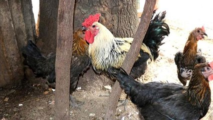 Horozun ağzından çıkan kelimeyi duyan adam inanamadı, aşağı inip bir de yakından dinledi